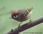 petitoiseau's picture