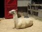 pumpkinpie's picture