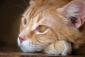 TNR1's picture