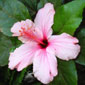 Alisa's picture