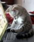 rainbeau's picture