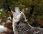Lobo555's picture