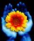 las730's picture
