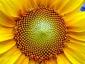 SunBlossom's picture
